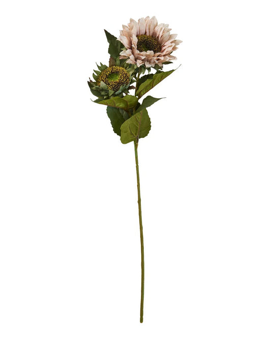 Solsikke stilk - Evighedsblomst