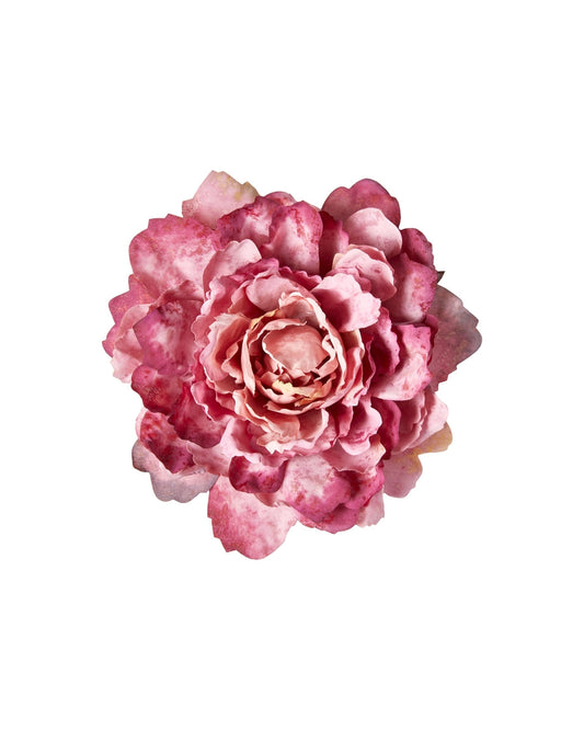 Pæon hoved Pink - Evighedsblomst