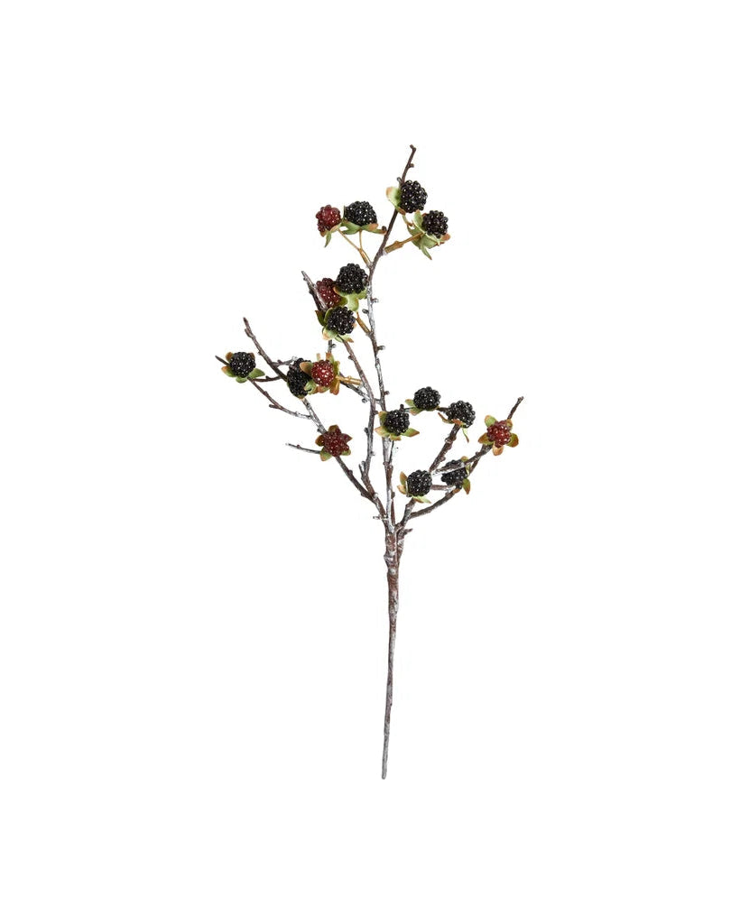 Brombær gren - Evighedsblomst