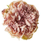 Pæon hoved Rose - Evighedsblomst
