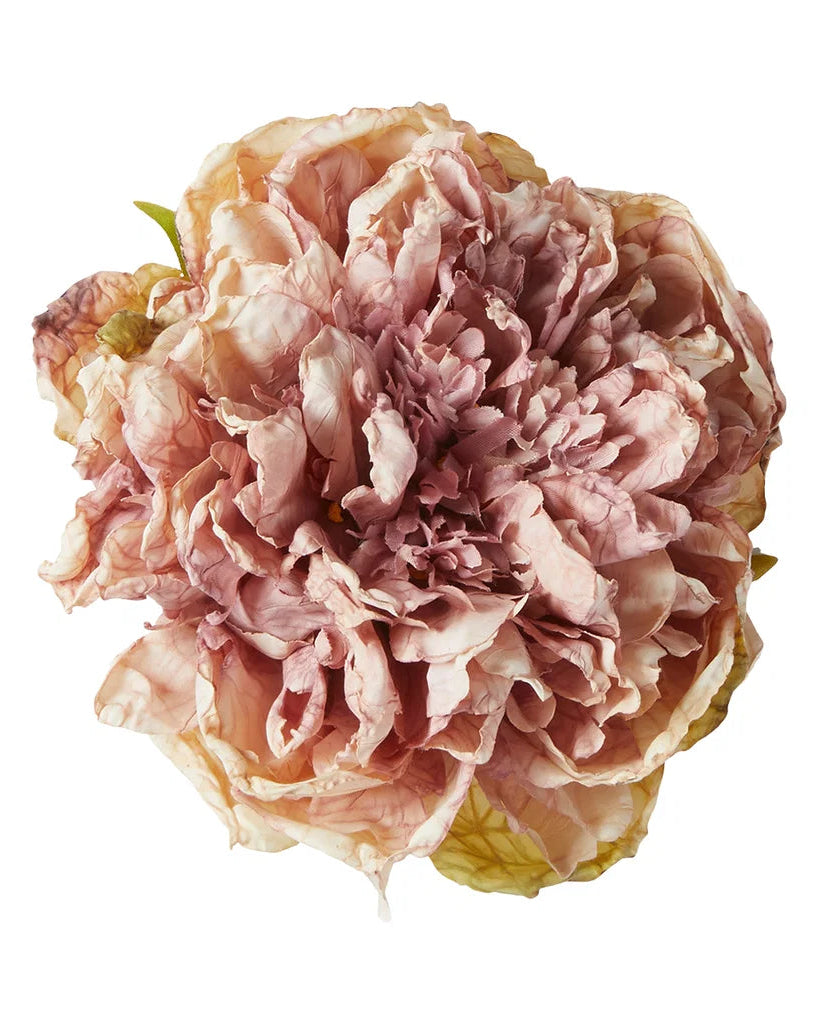 Pæon hoved Rose - Evighedsblomst