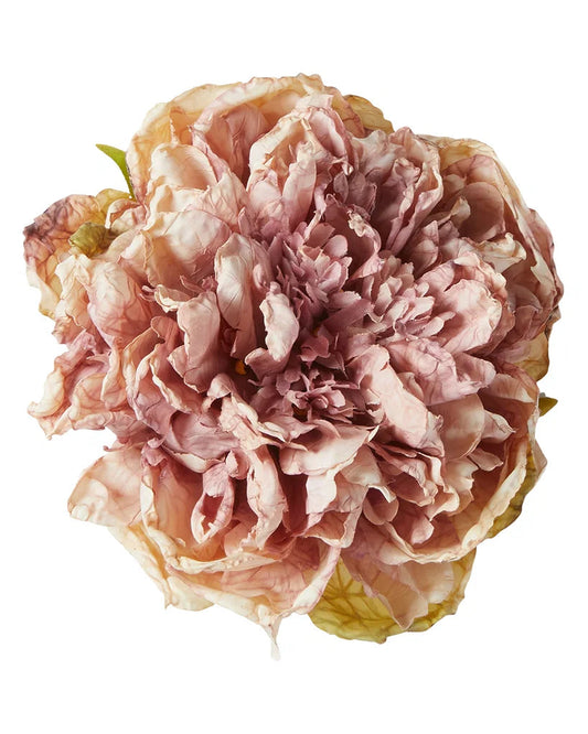 Pæon hoved Rose - Evighedsblomst