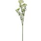 Vild gulerod stilk - Evighedsblomst