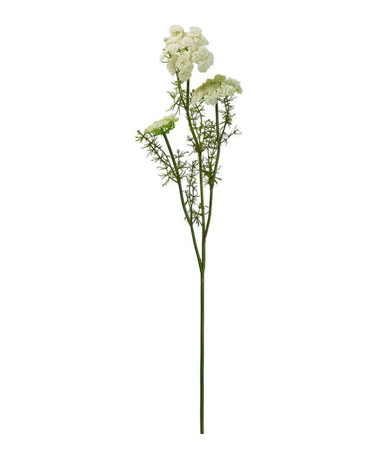 Vild gulerod stilk - Evighedsblomst