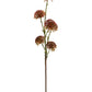 Allium stilk - Evighedsblomst