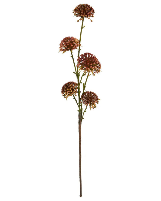Allium stilk - Evighedsblomst