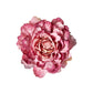Pæon hoved Pink - Evighedsblomst