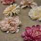 Pæon hoved Pink - Evighedsblomst